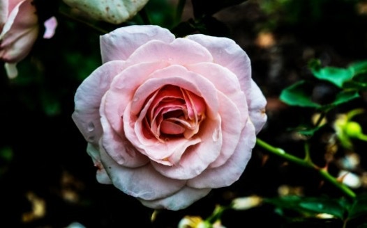 Pinke Rose