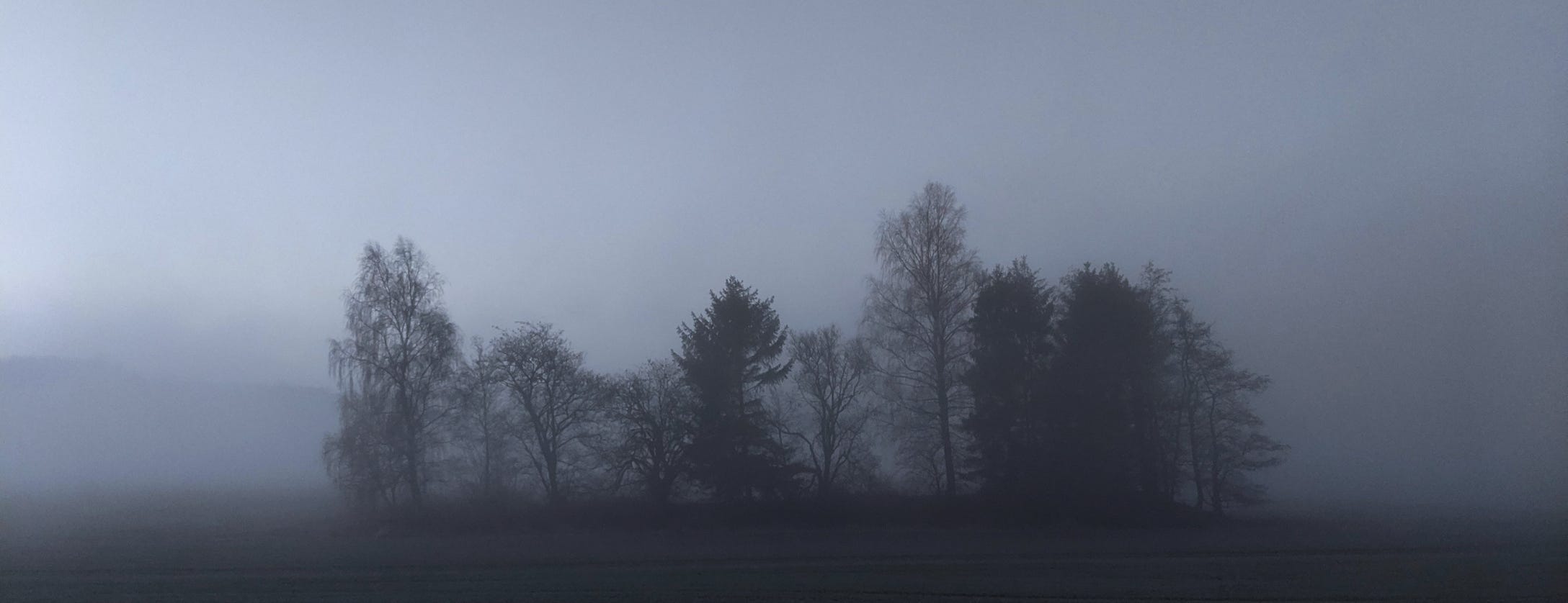 Bäume im Nebel